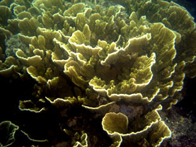 Foto Penelitian Ekosistem Terumbu Karang (Coral Reef Ekspedition) dan Biota Laut di Perairan Laut Bangka Selatan Provinsi Kepulauan Bangka Belitung