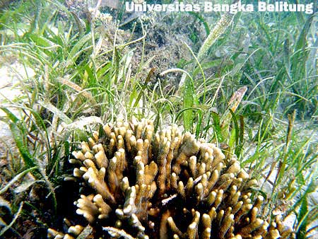 Foto-foto Pulau Ketawai di Perairan Bangka Belitung Indonesia