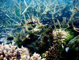 Foto Terumbu Karang (Coral Reef) di sekitar Pulau Ketawai Februari 2009, Kabupaten Bangka Tengah Provinsi Kepulauan Bangka Belitung