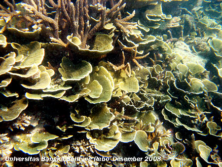 Karang jenis Montipora aequituberculata yang terdapat di kawasan Karang Kering Pantai Rebo Sungaliat Kabupaten Bangka Provinsi Kepulauan Bangka Belitung