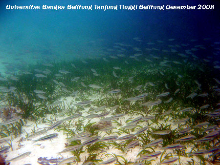 ikan Atherinomorus sp. yang bergerombol (schooling) tak jauh dari daerah lamun yang didominasi oleh Cymadocea di Pantai Tanjung Tinggi Belitung Provinsi Kepulauan Bangka Belitung