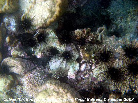 Bulu babi (Diadema sp.)yang banyak terdapat di Pantai Tanjung Tinggi Belitung Provinsi Kepulauan Bangka Belitung