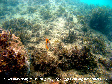 Terumbu Karang yang tertutup mikroalga dan makroalga di Pantai Tanjung Tinggi Belitung Provinsi Kepulauan Bangka Belitung