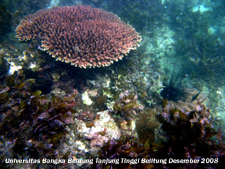 Terumbu karang yang terdapat di daerah Tanjung sebelah barat Pantai Tanjung Tinggi Belitung Provinsi Kepulauan Bangka Belitung