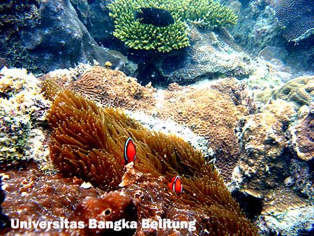 Terumbu Karang di Pantai Teluk Limau Sungailiat Bangka Belitung