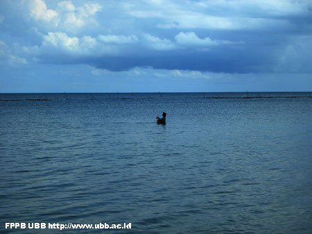 Foto Budi daya Rumput Laut di Pantai Tanjung Kerasak, Bangka Selatan