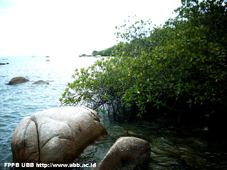 Foto Jenis Mangrove di Pantai Tanjung Kerasak, Bangka Selatan