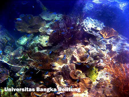 Ekspedisi Terumbu Karang Universitas bangka Belitung di Terumbu Karang di Kepulauan Bangka Belitung