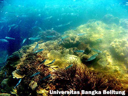 Ekspedisi Terumbu Karang Universitas bangka Belitung di Terumbu Karang di Kepulauan Bangka Belitung