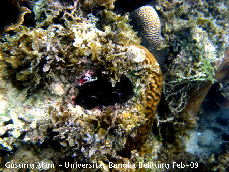 Foto pesona ekosistem terumbu karang (coral reef) di Pulau Gusung Alam - Tridacna yang terdapat pada ekosistem terumbu karang Pulau Ketawai 