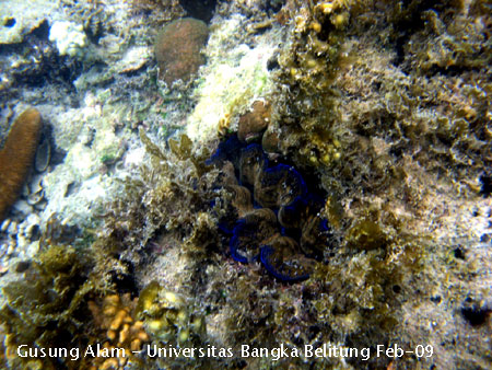 Foto pesona ekosistem terumbu karang (coral reef) di Pulau Gusung Alam - Tridacna yang terdapat pada ekosistem terumbu karang Pulau Ketawai 