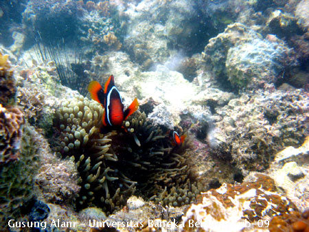 Foto Ikan Amphiprion dan anemone pada terumbu karang di Pulau Gusung Asam