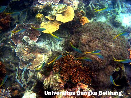 Terumbu karang sebelah barat Karang Kering, tampak ikan ekor kuning, Tridacna (Kerang raksasa) dan Diadema (Bulu babi)