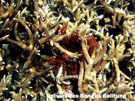 Terumbu karang sebelah timur Karang Kering, didominasi oleh jenis karang branching