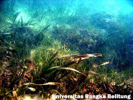 Foto-foto Pulau Ketawai di Perairan Bangka Belitung Indonesia