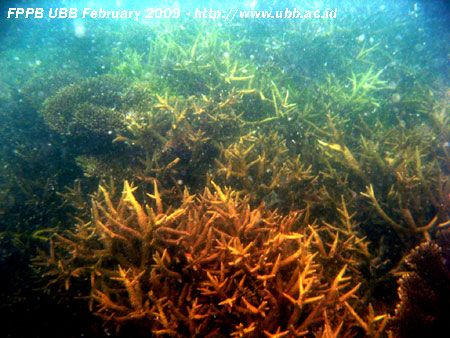  karang yang terkena wabah penyakit tampak berwarna keputihan berendir