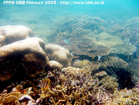Foto pesona ekosistem terumbu karang (coral reef) di Pulau Ketawai