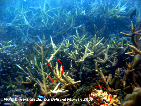 karang yang terkena wabah pemutihan karang, tampak pada lingkaran merah (yang masih sehat berwarna coklat sedangkan yang sakit dan telah mati berwarna putih)