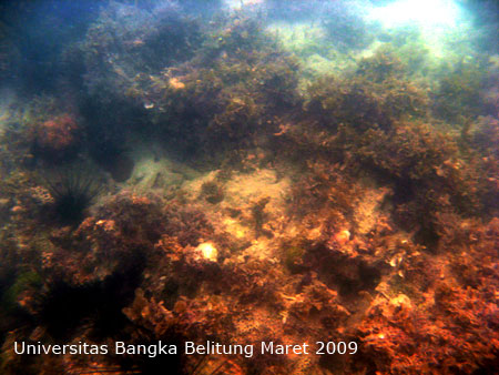 Foto Bulu Babi (Diadema sp.) pada terumbu karang di Pulau Panjang, Tim Ekspedisi terumbu Karang UBB Maret 2009