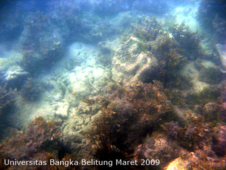 Foto Bulu Babi (Diadema sp.) pada terumbu karang di Pulau Panjang, Tim Ekspedisi terumbu Karang UBB Maret 2009
