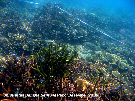 Terumbu karang yang terdapat di daerah Karang Kering Pantai Rebo