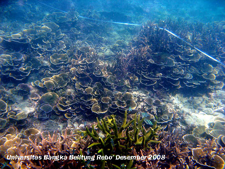 Terumbu karang yang terdapat di daerah Karang Kering Pantai Rebo Sungailiat Kabupaten Bangka