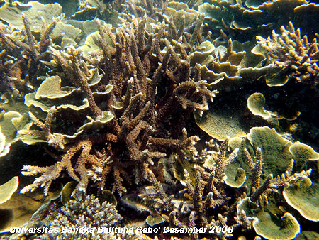 Karang jenis Acropora formosa (brown) yang terdapat di kawasan Karang Kering Pantai Rebo Sungailiat Kabupaten Bangka Provinsi Kepulauan Bangka Belitung
