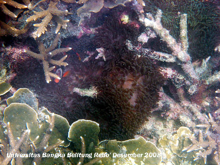 Amphiprion melanopus dan Ocellaris magnifica yang terdapat di kawasan terumbu karang Pantai Rebo Sungailiat Kabupaten Bangka Provinsi Kepulauan Bangka Belitung