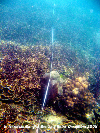 Pengukuran persen tutupan karang hidup dengan menggunakan line transek di kawasan Karang Kering Pantai Rebo Sungailiat Kabupaten Bangka Provinsi Kepulauan Bangka Belitung