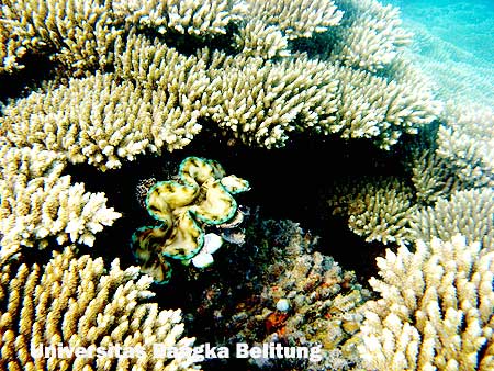 Eksotisme Terumbu Karang di Pulau Semujur Bangka Belitung