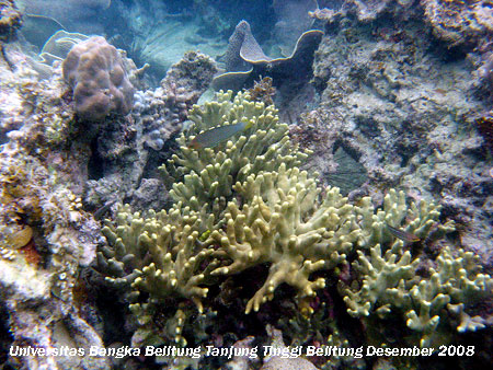 Karang jenis Acropora yang terdapat di kawasan Pantai Tanjung Tinggi Belitung Provinsi Kepulauan Bangka Belitung