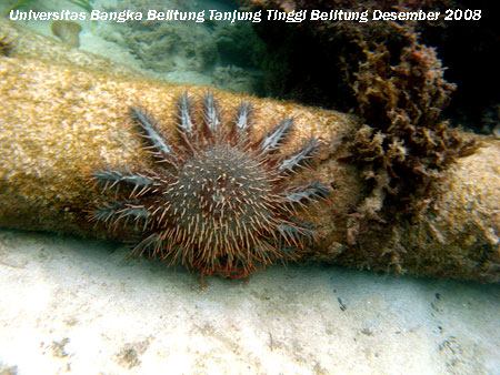 Mahkota berduri (Acanthaster plancii) yang merupakan predator bagi karang di Pantai Tanjung Tinggi Belitung Provinsi Kepulauan Bangka Belitung