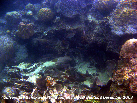 Terumbu karang yang terdapat di Pantai Tanjung Tinggi Belitung Provinsi Kepulauan Bangka Belitung