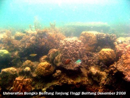 Terumbu Karang yang tertutup mikroalga dan makroalga di Pantai Tanjung Tinggi Belitung Provinsi Kepulauan Bangka Belitung