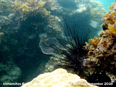 Bulu babi (Diadema sp.)yang banyak terdapat di Pantai Tanjung Tinggi Belitung Provinsi Kepulauan Bangka Belitung