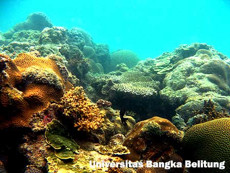 Terumbu Karang di Pantai Teluk Limau Sungailiat Bangka Belitung